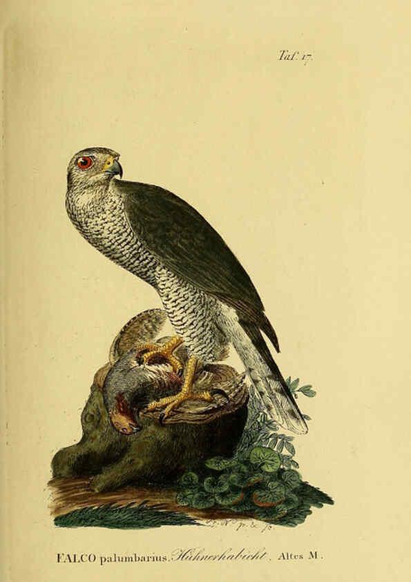 Reproducción/Reproduction 6058832793: Johann Andreas Naumann's ... Naturgeschichte der Vögel Deutschlands, nach einigen Erfahrungen entworfen. 13.T.Plates Leipzig :G. Fleischer,1820-1860