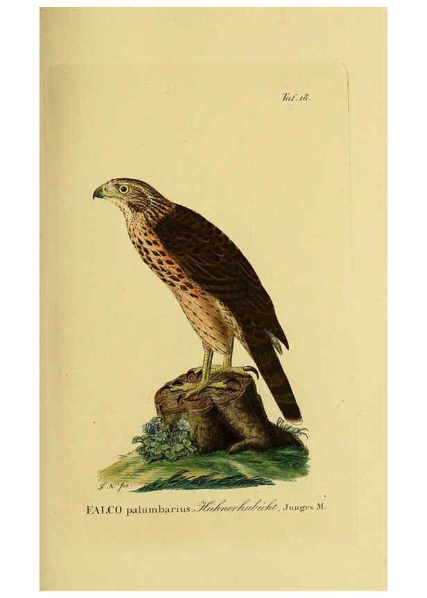 Reproducción/Reproduction 6059379820: Johann Andreas Naumann's ... Naturgeschichte der Vögel Deutschlands, nach einigen Erfahrungen entworfen. 13.T.Plates Leipzig :G. Fleischer,1820-1860