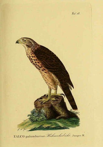 Reproducción/Reproduction 6059379820: Johann Andreas Naumann's ... Naturgeschichte der Vögel Deutschlands, nach einigen Erfahrungen entworfen. 13.T.Plates Leipzig :G. Fleischer,1820-1860