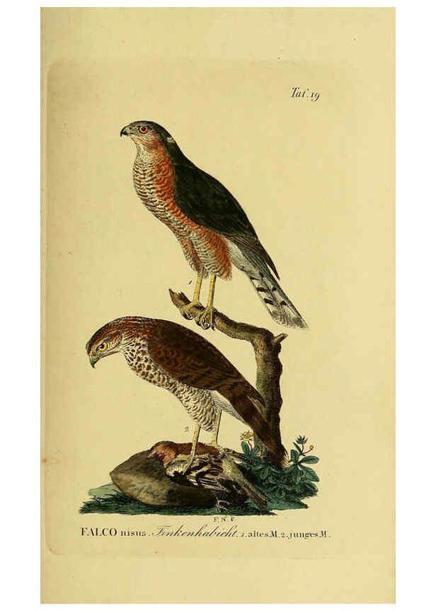 Reproducción/Reproduction 6058833633: Johann Andreas Naumann's ... Naturgeschichte der Vögel Deutschlands, nach einigen Erfahrungen entworfen. 13.T.Plates Leipzig :G. Fleischer,1820-1860