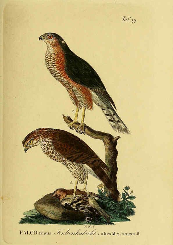 Reproducción/Reproduction 6058833633: Johann Andreas Naumann's ... Naturgeschichte der Vögel Deutschlands, nach einigen Erfahrungen entworfen. 13.T.Plates Leipzig :G. Fleischer,1820-1860