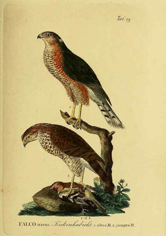 Reproducción/Reproduction 6058833633: Johann Andreas Naumann's ... Naturgeschichte der Vögel Deutschlands, nach einigen Erfahrungen entworfen. 13.T.Plates Leipzig :G. Fleischer,1820-1860