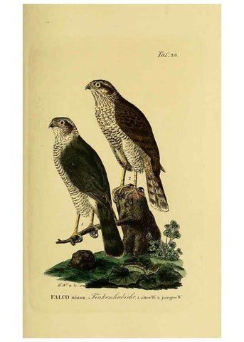 Reproducción/Reproduction 6059380384: Johann Andreas Naumann's ... Naturgeschichte der Vögel Deutschlands, nach einigen Erfahrungen entworfen. 13.T.Plates Leipzig :G. Fleischer,1820-1860
