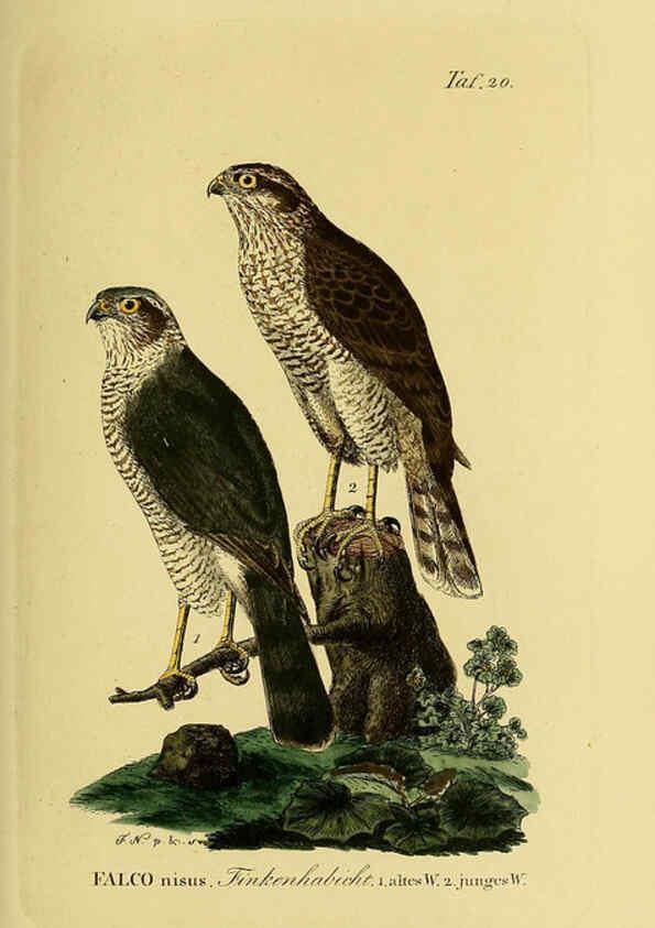 Reproducción/Reproduction 6059380384: Johann Andreas Naumann's ... Naturgeschichte der Vögel Deutschlands, nach einigen Erfahrungen entworfen. 13.T.Plates Leipzig :G. Fleischer,1820-1860