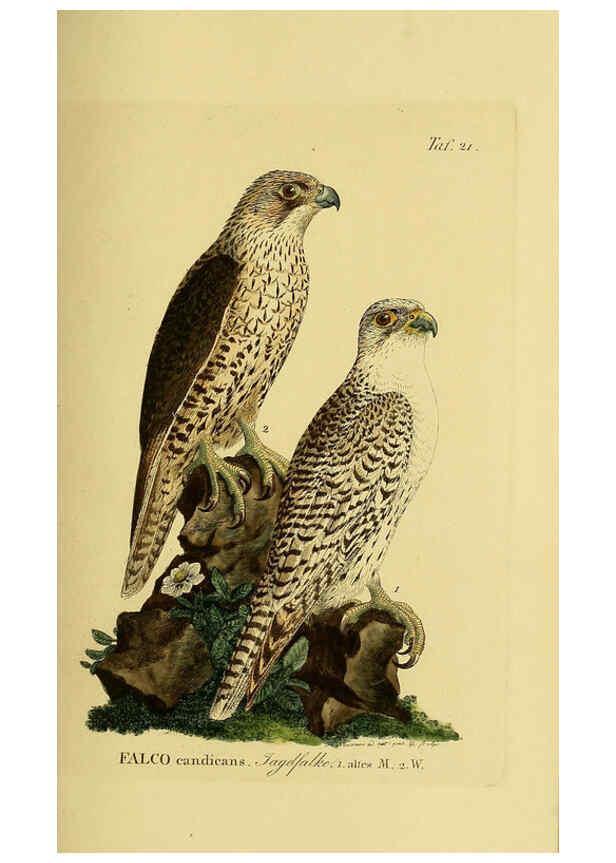 Reproducción/Reproduction 6059380696: Johann Andreas Naumann's ... Naturgeschichte der Vögel Deutschlands, nach einigen Erfahrungen entworfen. 13.T.Plates Leipzig :G. Fleischer,1820-1860