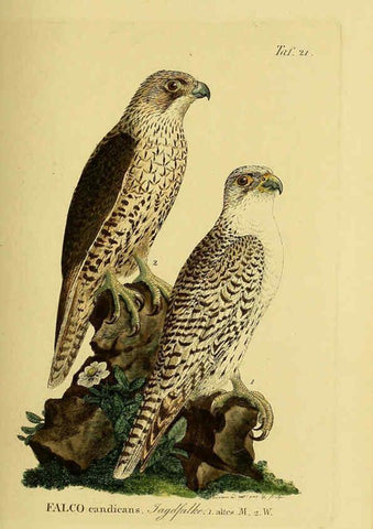 Reproducción/Reproduction 6059380696: Johann Andreas Naumann's ... Naturgeschichte der Vögel Deutschlands, nach einigen Erfahrungen entworfen. 13.T.Plates Leipzig :G. Fleischer,1820-1860