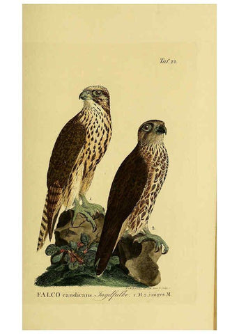 Reproducción/Reproduction 6059381014: Johann Andreas Naumann's ... Naturgeschichte der Vögel Deutschlands, nach einigen Erfahrungen entworfen. 13.T.Plates Leipzig :G. Fleischer,1820-1860