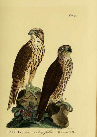 Reproducción/Reproduction 6059381014: Johann Andreas Naumann's ... Naturgeschichte der Vögel Deutschlands, nach einigen Erfahrungen entworfen. 13.T.Plates Leipzig :G. Fleischer,1820-1860