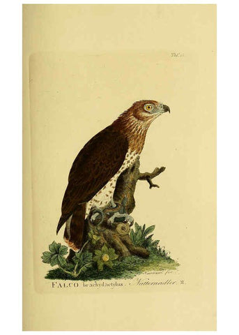 Reproducción/Reproduction 6059378630: Johann Andreas Naumann's ... Naturgeschichte der Vögel Deutschlands, nach einigen Erfahrungen entworfen. 13.T.Plates Leipzig :G. Fleischer,1820-1860