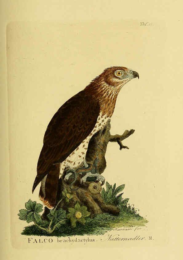 Reproducción/Reproduction 6059378630: Johann Andreas Naumann's ... Naturgeschichte der Vögel Deutschlands, nach einigen Erfahrungen entworfen. 13.T.Plates Leipzig :G. Fleischer,1820-1860