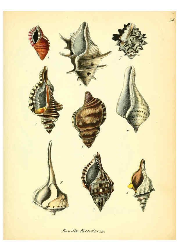Reproducción/Reproduction 6029089464: Conchylienbuch, oder, Allgemeine und besondere Naturgeschichte der Muscheln und Schnecken Stuttgart :Verlag von Krais & Hoffmann,1855
