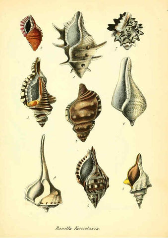 Reproducción/Reproduction 6029089464: Conchylienbuch, oder, Allgemeine und besondere Naturgeschichte der Muscheln und Schnecken Stuttgart :Verlag von Krais & Hoffmann,1855