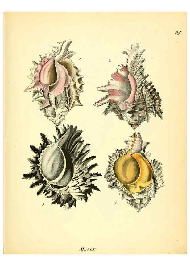 Reproducción/Reproduction 6028536663: Conchylienbuch, oder, Allgemeine und besondere Naturgeschichte der Muscheln und Schnecken Stuttgart :Verlag von Krais & Hoffmann,1855