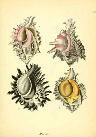 Reproducción/Reproduction 6028536663: Conchylienbuch, oder, Allgemeine und besondere Naturgeschichte der Muscheln und Schnecken Stuttgart :Verlag von Krais & Hoffmann,1855