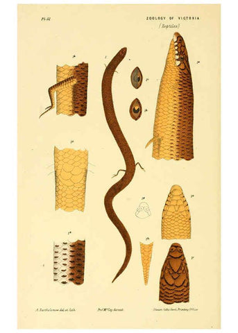 Reproducción/Reproduction 5998267769: Natural history of Victoria. Dec. 6-10 Melbourne,J.Ferres, government printer;1885-90