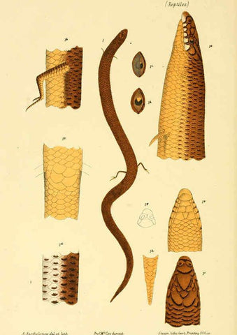 Reproducción/Reproduction 5998267769: Natural history of Victoria. Dec. 6-10 Melbourne,J.Ferres, government printer;1885-90