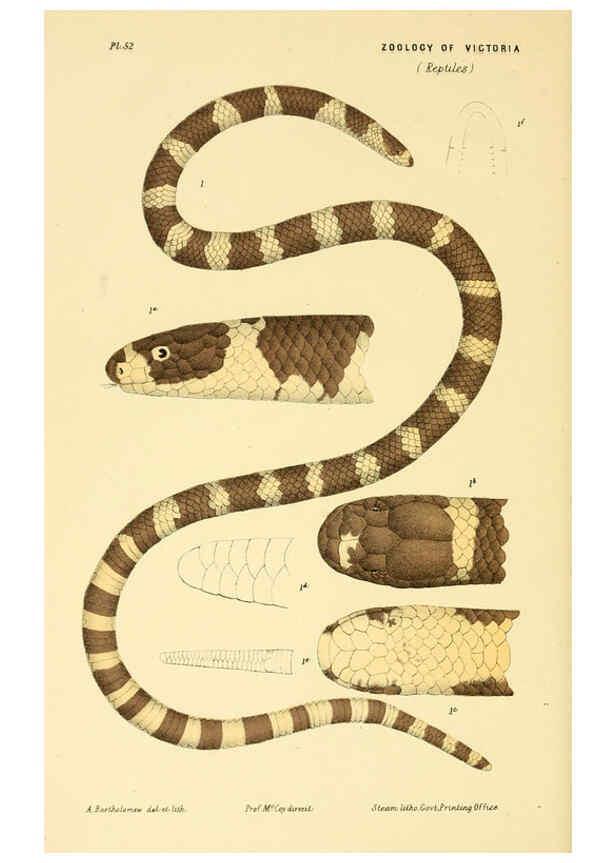 Reproducción/Reproduction 5998816804: Natural history of Victoria. Dec. 6-10 Melbourne,J.Ferres, government printer;1885-90