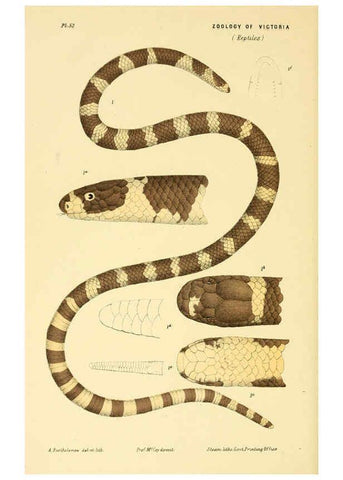 Reproducción/Reproduction 5998816804: Natural history of Victoria. Dec. 6-10 Melbourne,J.Ferres, government printer;1885-90