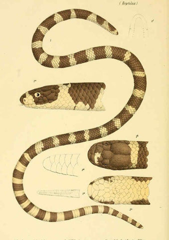 Reproducción/Reproduction 5998816804: Natural history of Victoria. Dec. 6-10 Melbourne,J.Ferres, government printer;1885-90