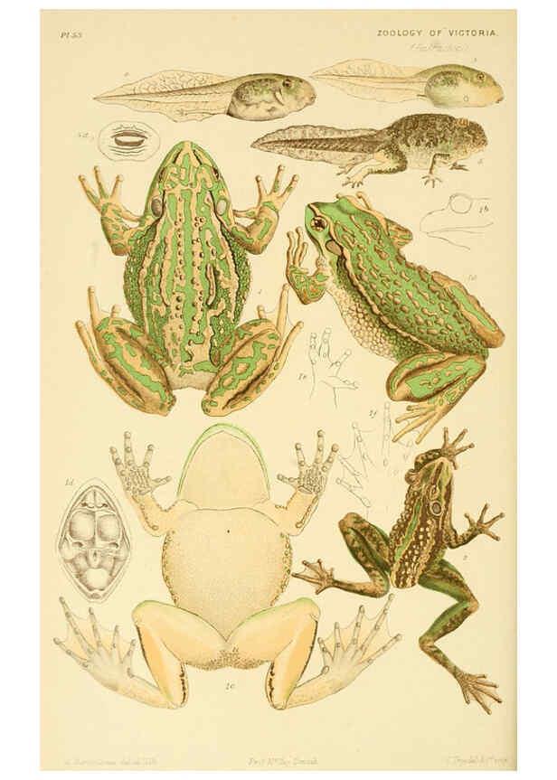 Reproducción/Reproduction 5998268819: Natural history of Victoria. Dec. 6-10 Melbourne,J.Ferres, government printer;1885-90