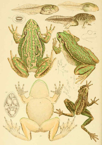 Reproducción/Reproduction 5998268819: Natural history of Victoria. Dec. 6-10 Melbourne,J.Ferres, government printer;1885-90