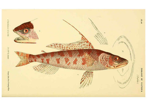 Reproducción/Reproduction 5998817714: Natural history of Victoria. Dec. 6-10 Melbourne,J.Ferres, government printer;1885-90