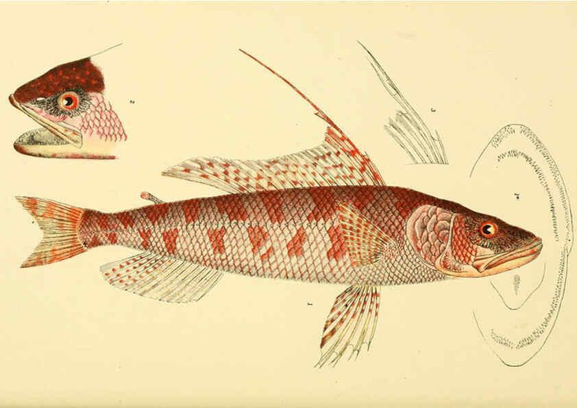 Reproducción/Reproduction 5998817714: Natural history of Victoria. Dec. 6-10 Melbourne,J.Ferres, government printer;1885-90
