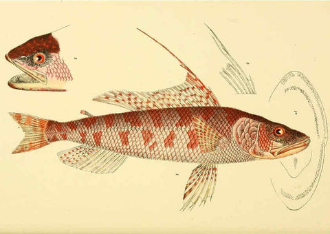 Reproducción/Reproduction 5998817714: Natural history of Victoria. Dec. 6-10 Melbourne,J.Ferres, government printer;1885-90