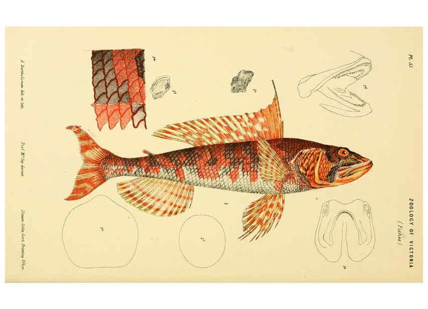 Reproducción/Reproduction 5998269527: Natural history of Victoria. Dec. 6-10 Melbourne,J.Ferres, government printer;1885-90