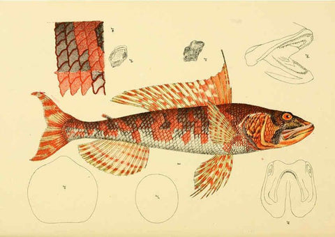 Reproducción/Reproduction 5998269527: Natural history of Victoria. Dec. 6-10 Melbourne,J.Ferres, government printer;1885-90