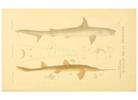 Reproducción/Reproduction 5998818764: Natural history of Victoria. Dec. 6-10 Melbourne,J.Ferres, government printer;1885-90