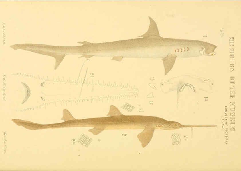 Reproducción/Reproduction 5998818764: Natural history of Victoria. Dec. 6-10 Melbourne,J.Ferres, government printer;1885-90
