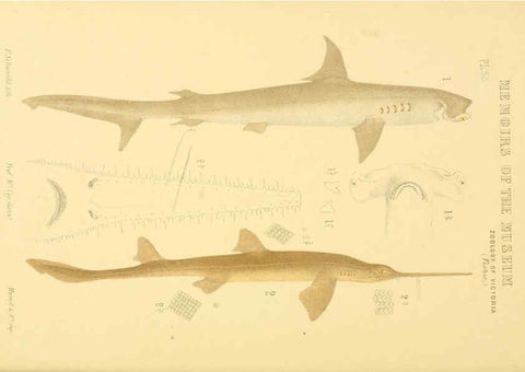 Reproducción/Reproduction 5998818764: Natural history of Victoria. Dec. 6-10 Melbourne,J.Ferres, government printer;1885-90