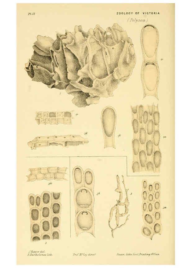 Reproducción/Reproduction 5998819190: Natural history of Victoria. Dec. 6-10 Melbourne,J.Ferres, government printer;1885-90