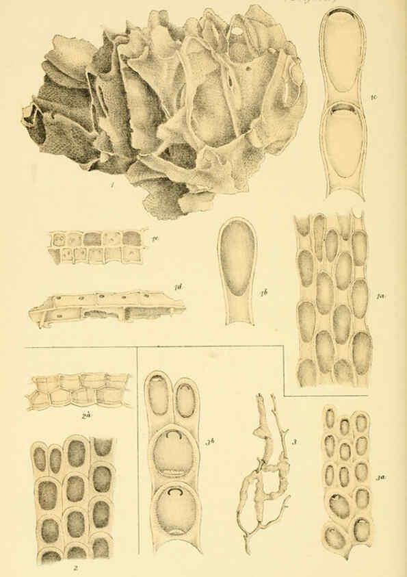 Reproducción/Reproduction 5998819190: Natural history of Victoria. Dec. 6-10 Melbourne,J.Ferres, government printer;1885-90