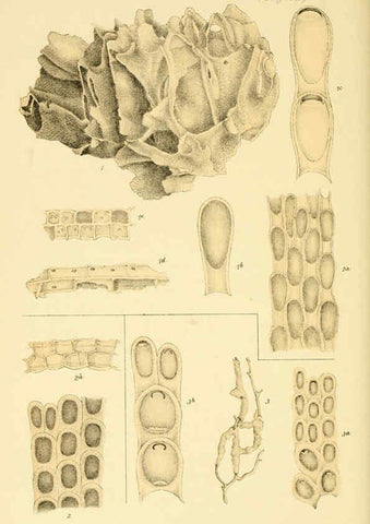 Reproducción/Reproduction 5998819190: Natural history of Victoria. Dec. 6-10 Melbourne,J.Ferres, government printer;1885-90