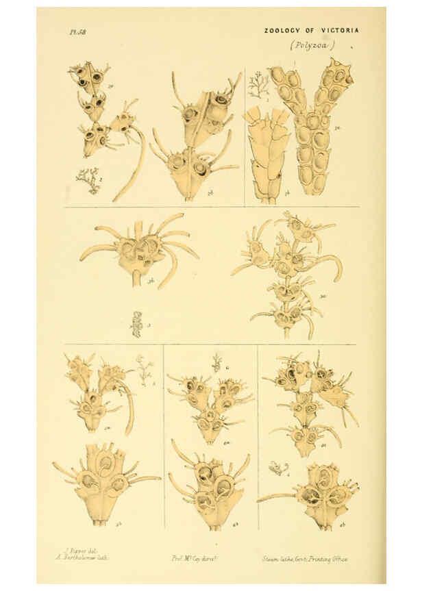 Reproducción/Reproduction 5998271283: Natural history of Victoria. Dec. 6-10 Melbourne,J.Ferres, government printer;1885-90