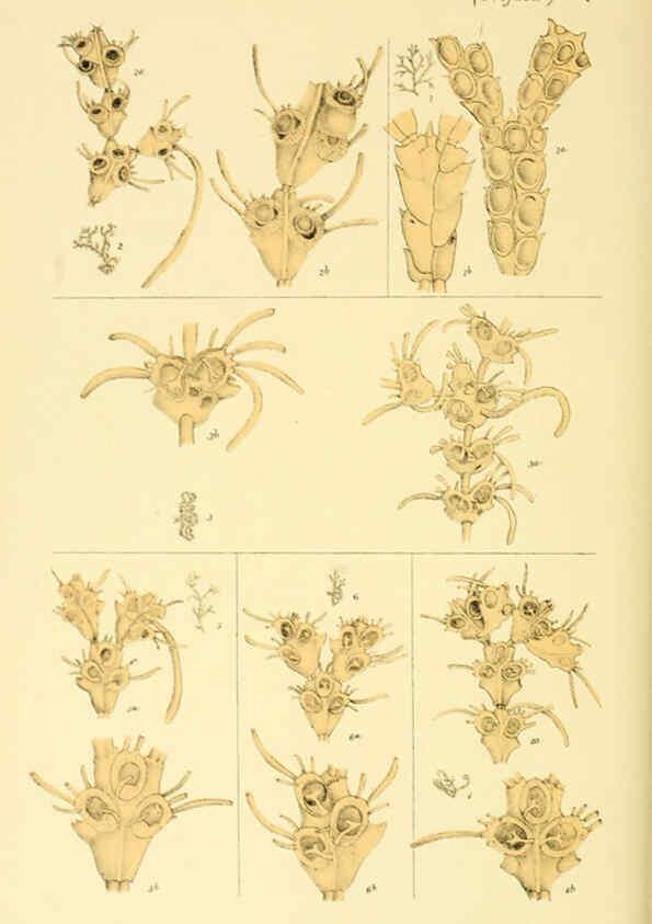 Reproducción/Reproduction 5998271283: Natural history of Victoria. Dec. 6-10 Melbourne,J.Ferres, government printer;1885-90