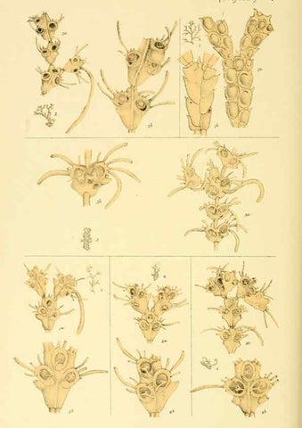 Reproducción/Reproduction 5998271283: Natural history of Victoria. Dec. 6-10 Melbourne,J.Ferres, government printer;1885-90