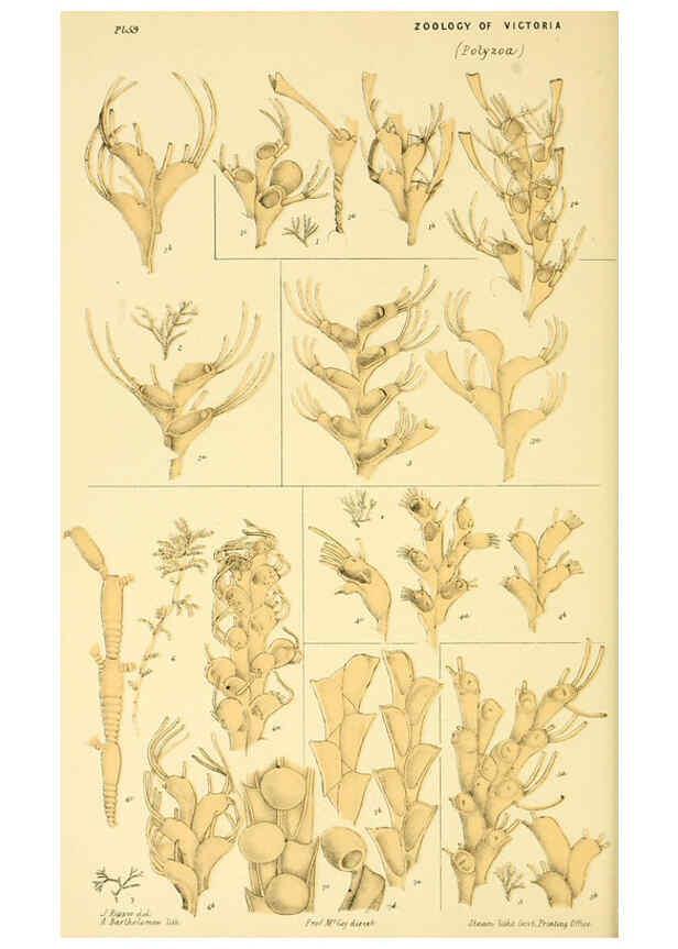 Reproducción/Reproduction 5998271795: Natural history of Victoria. Dec. 6-10 Melbourne,J.Ferres, government printer;1885-90