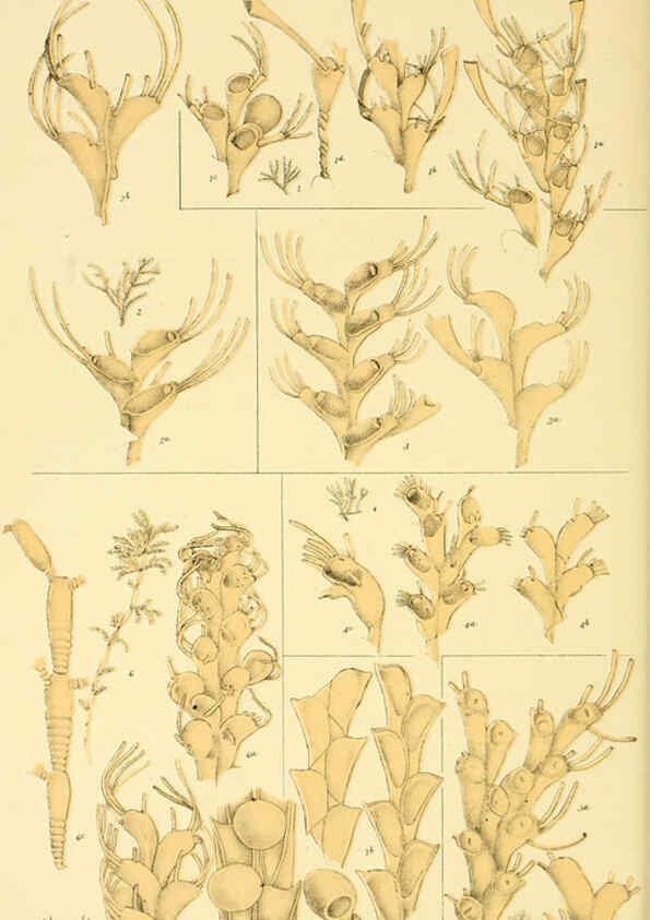 Reproducción/Reproduction 5998271795: Natural history of Victoria. Dec. 6-10 Melbourne,J.Ferres, government printer;1885-90