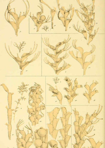 Reproducción/Reproduction 5998271795: Natural history of Victoria. Dec. 6-10 Melbourne,J.Ferres, government printer;1885-90