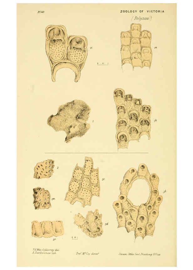 Reproducción/Reproduction 5998272311: Natural history of Victoria. Dec. 6-10 Melbourne,J.Ferres, government printer;1885-90