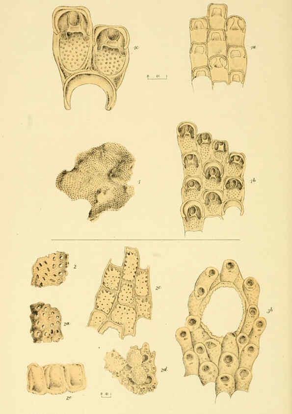 Reproducción/Reproduction 5998272311: Natural history of Victoria. Dec. 6-10 Melbourne,J.Ferres, government printer;1885-90