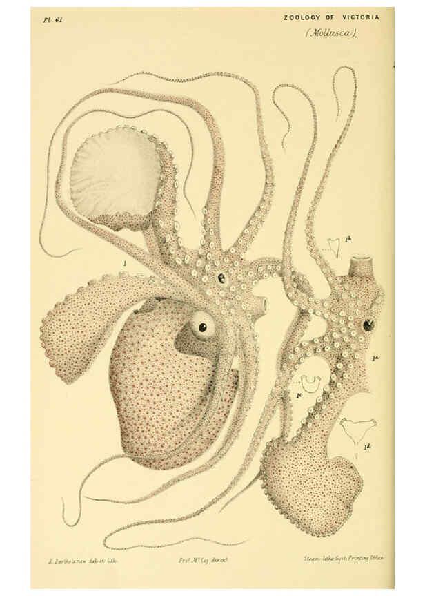 Reproducción/Reproduction 5998821018: Natural history of Victoria. Dec. 6-10 Melbourne,J.Ferres, government printer;1885-90