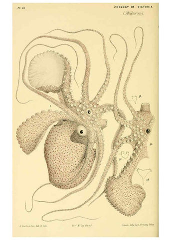 Reproducción/Reproduction 5998821018: Natural history of Victoria. Dec. 6-10 Melbourne,J.Ferres, government printer;1885-90