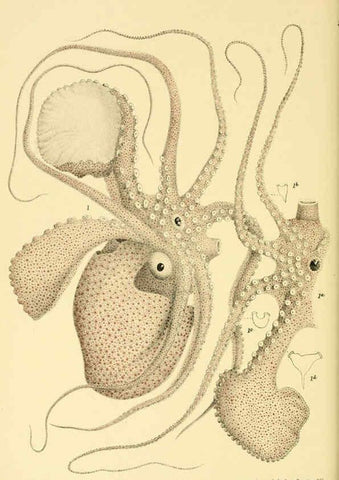 Reproducción/Reproduction 5998821018: Natural history of Victoria. Dec. 6-10 Melbourne,J.Ferres, government printer;1885-90