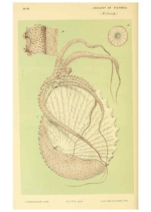 Reproducción/Reproduction 5998821508: Natural history of Victoria. Dec. 6-10 Melbourne,J.Ferres, government printer;1885-90
