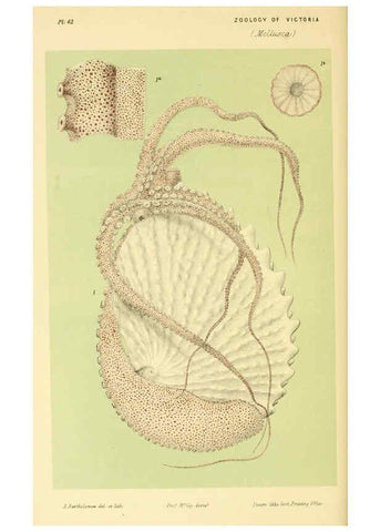 Reproducción/Reproduction 5998821508: Natural history of Victoria. Dec. 6-10 Melbourne,J.Ferres, government printer;1885-90