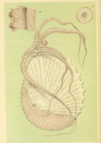 Reproducción/Reproduction 5998821508: Natural history of Victoria. Dec. 6-10 Melbourne,J.Ferres, government printer;1885-90